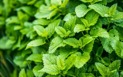 La Menthe Verte