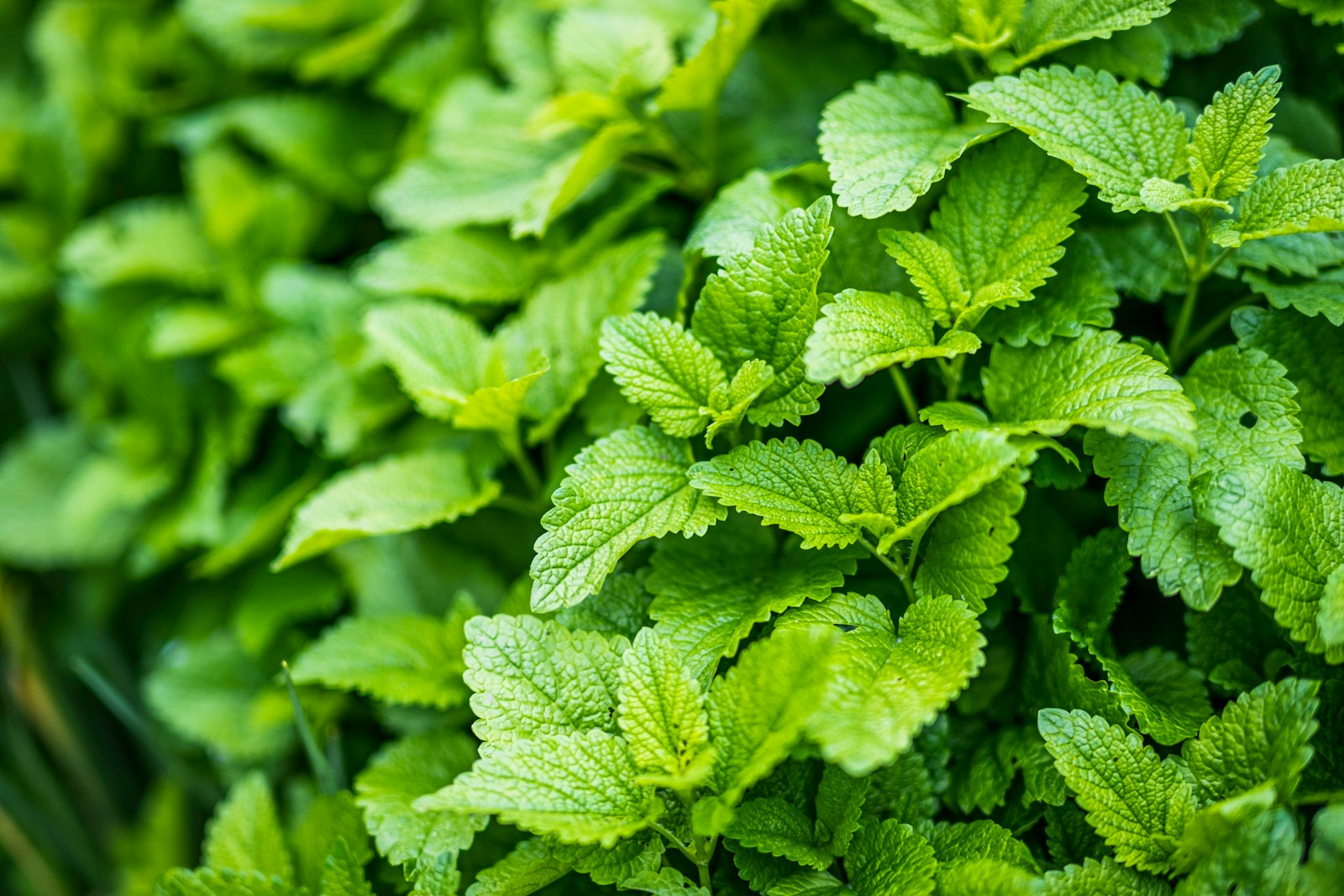 Photo by Victor Serban green leaves in macro lens