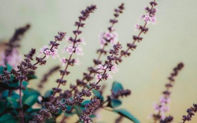 Le Tulsi ou Basilic sacré