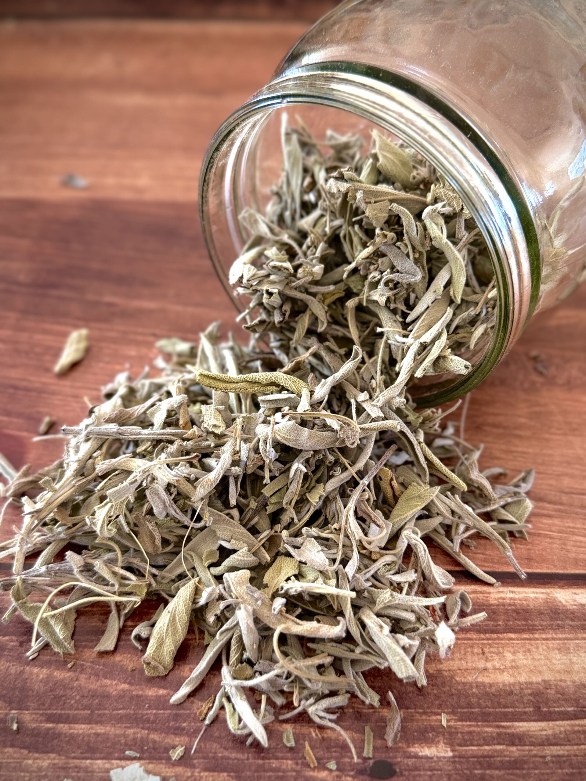 Verveine officinale Bio