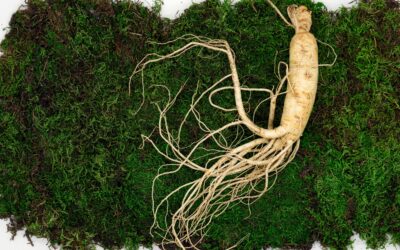 Les plantes adaptogènes