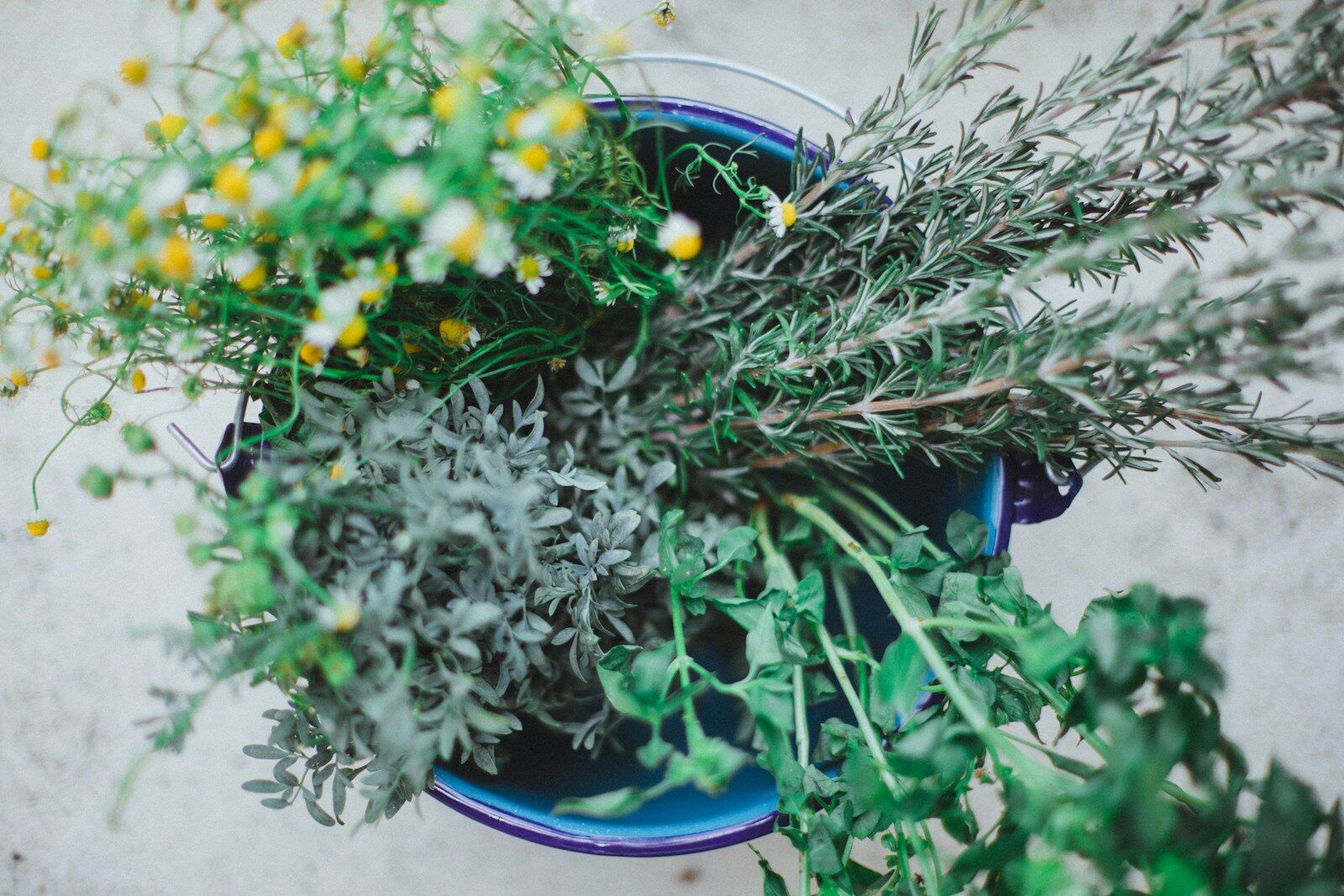 Photo by Luz Mendoza yellow and white flowers on blue ceramic pot