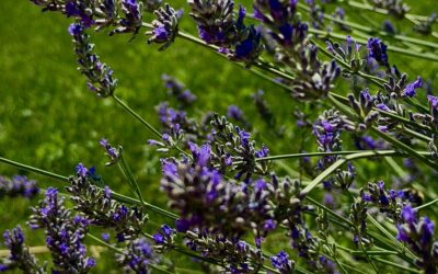 La lavande officinale
